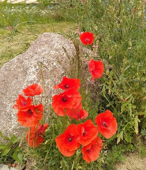 coquelicots