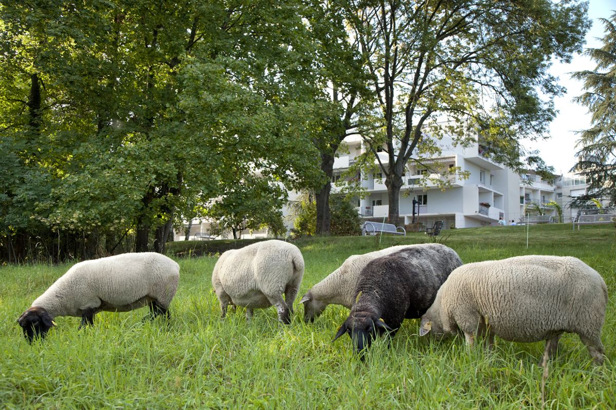 Moutons en EHPAD développement durable